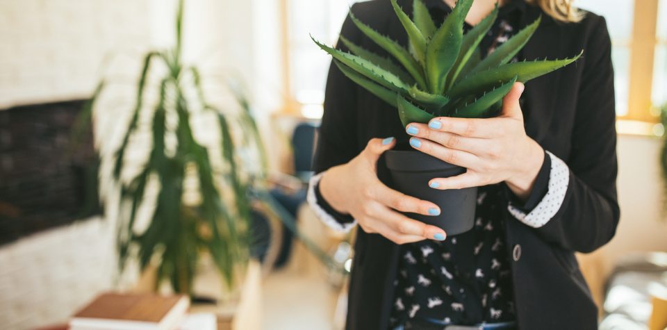 (Português do Brasil) Conheça as plantas e qual mais combina com a sua personalidade